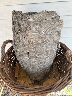 Unique Huge Authentic Wasp Paper Nest.